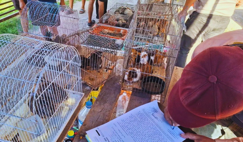 Multaron a un feriante que comercializaba animales: Gallinas, gallos, patos, codornices, conejos y cobayos