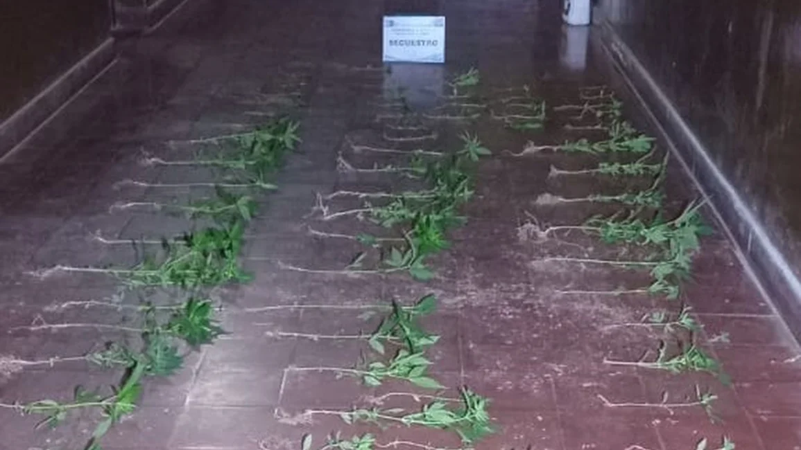 Descubren una plantación de marihuana en el monte salteño tras una denuncia anónima