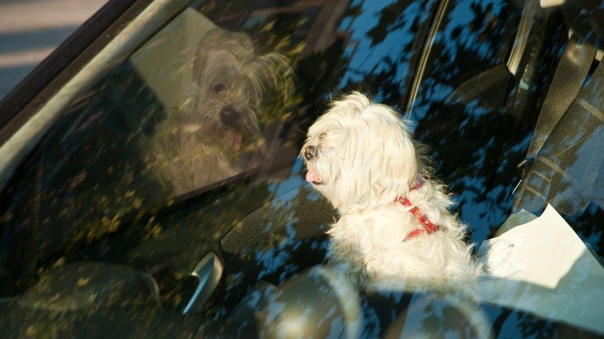 SALTA ENDURECE LAS SANCIONES POR MALTRATO Y ABANDONO ANIMAL: PODRÁN QUITARTE EL REGISTRO POR DOS AÑOS