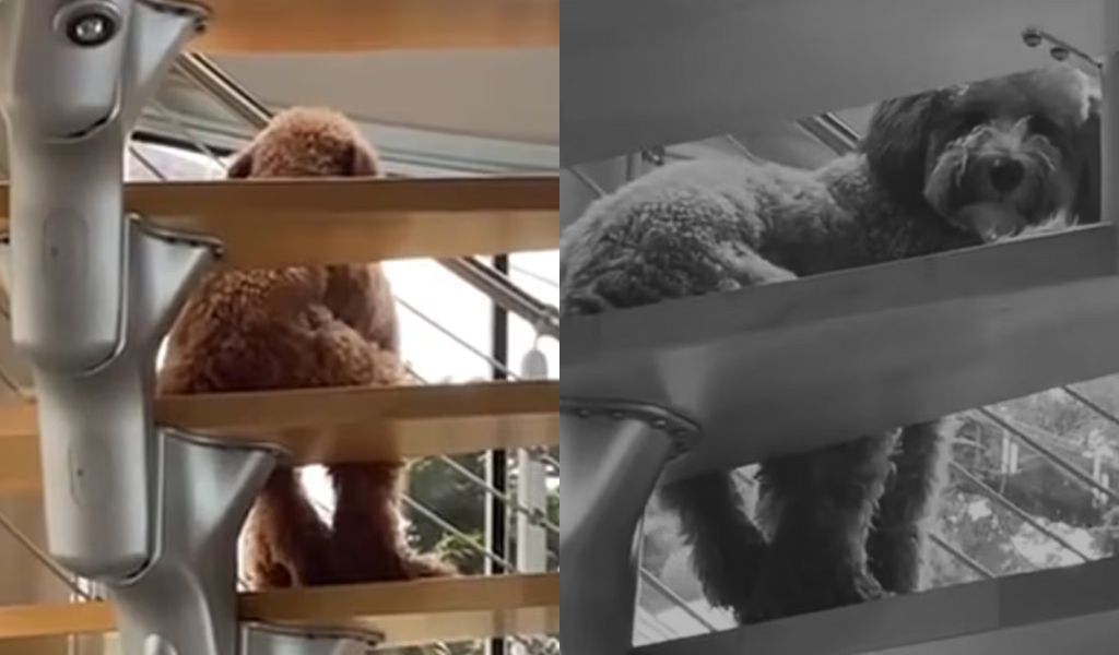 “No era mi perro”: Un joven lo encontró sentado en una pose humana y quedó paralizado