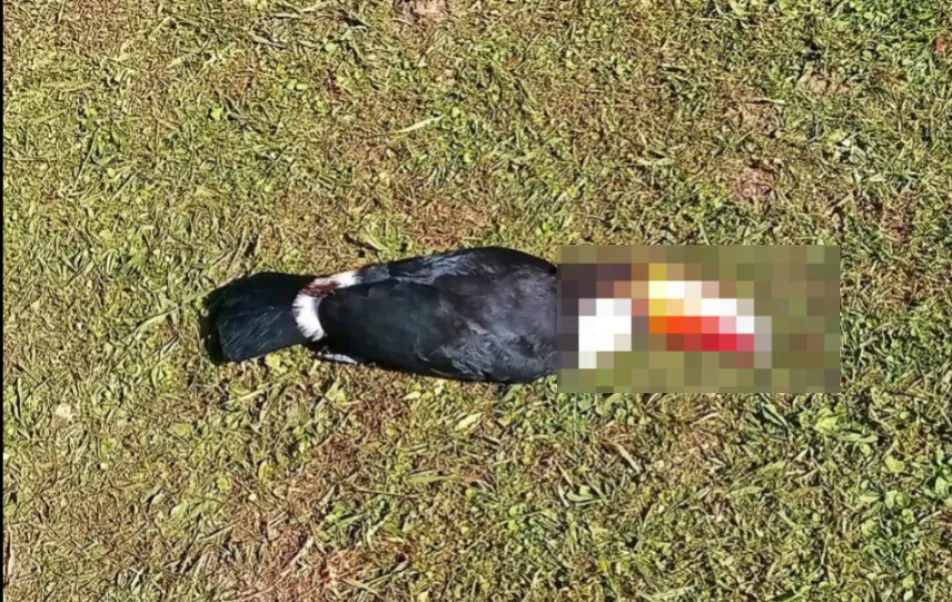 Indignación en Campo Quijano: hallan un tucán muerto a balazos en el acceso al Dique Las Lomitas