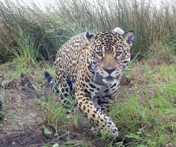 LA YAGUARETÉ JANAÍNA APARECIÓ CON DOS NUEVAS CRÍAS EN EL PARQUE NACIONAL DO IGUAZÚ 