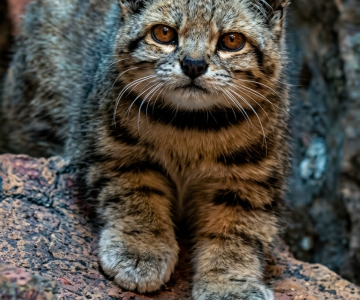 REGISTRARON EN MENDOZA IMÁGENES DEL GATO ANDINO, UNO DE LOS ANIMALES MÁS DIFÍCILES DE VER EN EL MUNDO