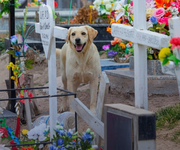 SAN PABLO APROBÓ UN PROYECTO DE LEY QUE PERMITE QUE LAS MASCOTAS SEAN ENTERRADAS JUNTO A SUS DUEÑOS