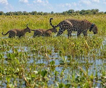 DESPUÉS DE 70 AÑOS, EL YAGUARETÉ VOLVIÓ A RECORRER LIBREMENTE LOS ESTEROS DEL IBERÁ